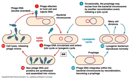 Bacteriophage - Lytic and Lysogenic cycle